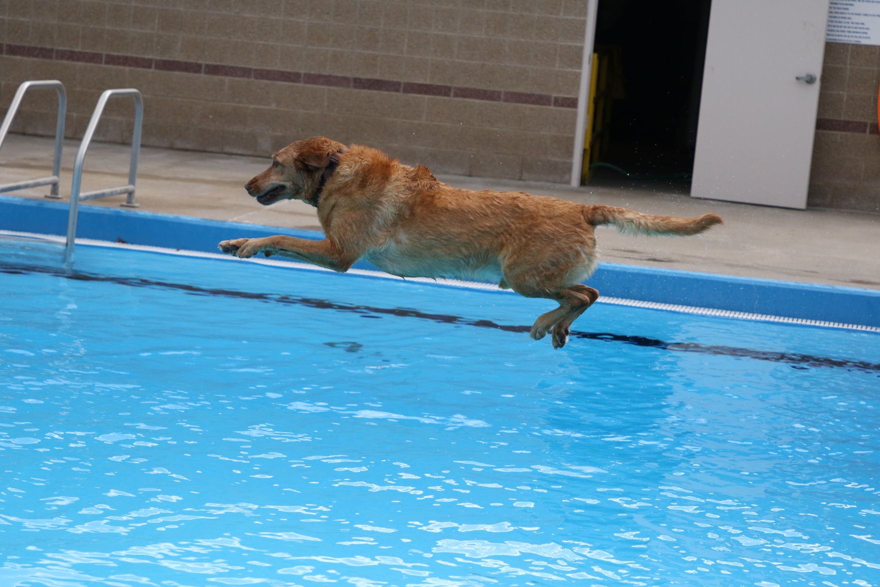 Dogs at the pool (36).JPG